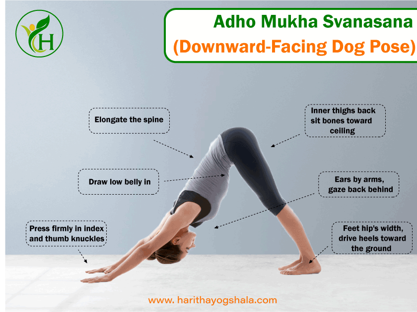 Infographics of Adho Mukha Svanasana (Downward Facing Dog Pose)